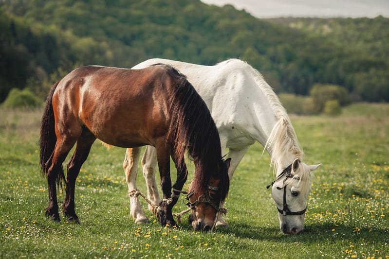 caballo alezan brown mane mane 1 1