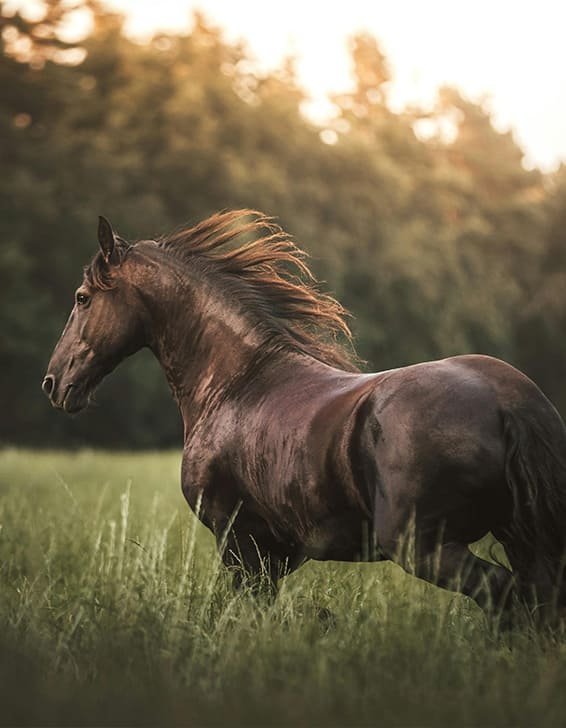 CaballoEquinomega